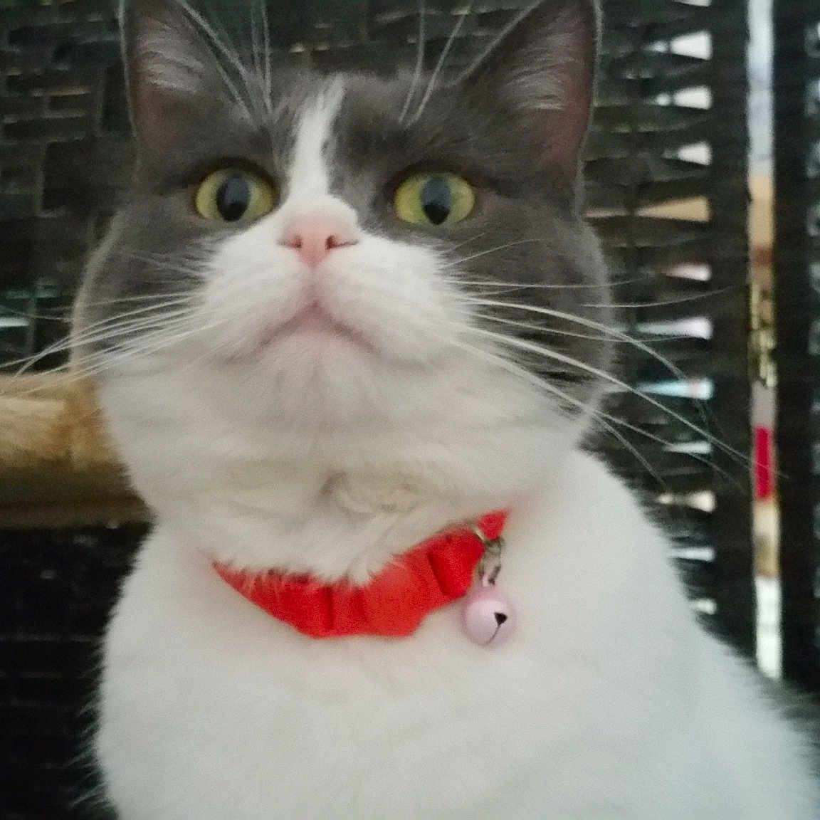 Gracie Lu