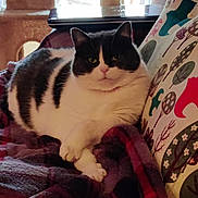 Gracie is registered to the contest to win money with this photo: cat, black_and_white, indoor, blanket, couch, pillow, patterned_pillow, relaxed, pet, feline, cozy, resting, animal, domestic_cat, close_up, fur, whiskers, cute, comfort, lazy