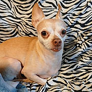 Philly is registered to the contest to win money with this photo: alert, animal, blanket, chihuahua, companion, cute, dog, ears, eyes, fabric, fur, indoors, mouth, nose, pet, resting, small_dog, striped, tan_dog, zebra_pattern