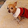 Philly joined the competition — help win amazing prizes! animal, bed, chihuahua, clothing, curious, cute, dog, domestic_animal, ears, fur, holiday_outfit, indoor, looking_up, mattress, paws, pet, red_dress, small_dog, tail, white_fur_collar