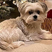 Bentley is registered to the contest to win money with this photo: dog, small_dog, fluffy, carpet, wicker_basket, christmas_tree, holiday_decor, indoor, pet, animal, cute, fur, relaxed, curious, home, decorations, cozy, companion, laying_down, looking