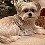 animal, carpet, christmas_tree, companion, cozy, curious, cute, decorations, dog, fluffy, fur, holiday_decor, home, indoor, laying_down, looking, pet, relaxed, small_dog, wicker_basket