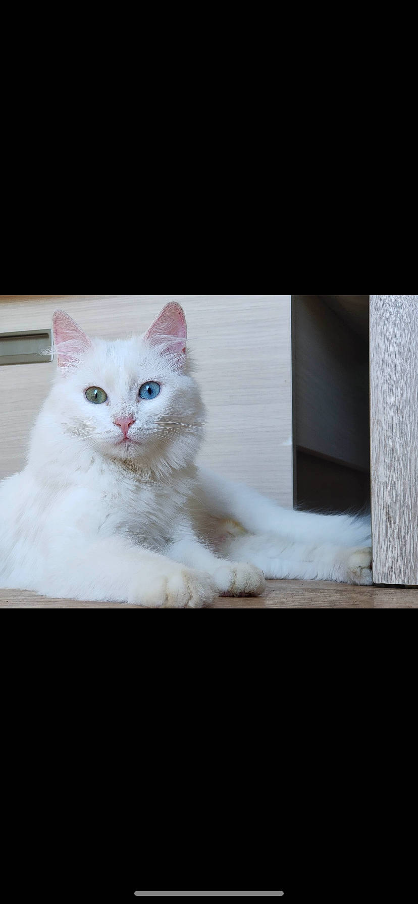 Bowie participe au concours pour gagner de l'argent avec cette photo : carnivore, cat, comfort, display_device, domestic_short_haired_cat, felidae, fur, paw, rectangle, sitting, small_to_medium_sized_cats, snout, square, tail, whiskers, window, wood