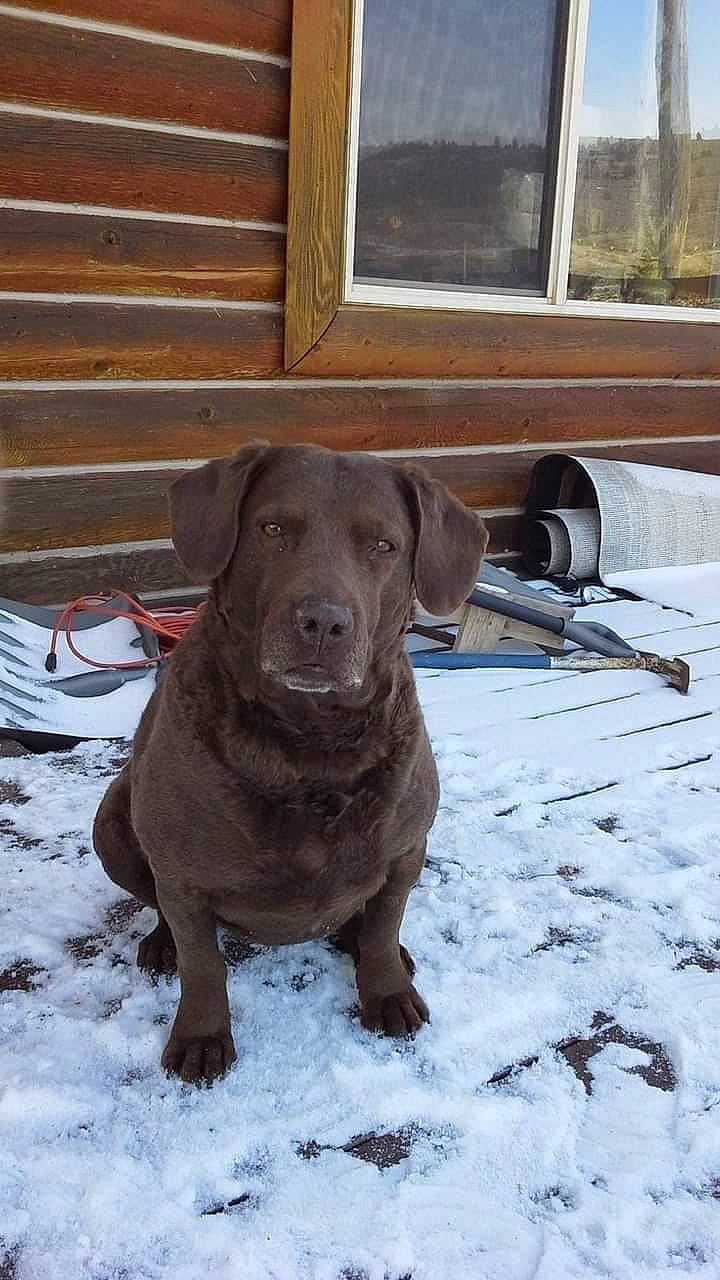 Chadow is registered to the contest to win money with this photo: borador, carnivore, collar, companion_dog, dog, dog_breed, dog_collar, fur, gun_dog, hardwood, hunting_dog, liver, plank, snow, sporting_group, whiskers, window, wood, wood_stain, working_animal