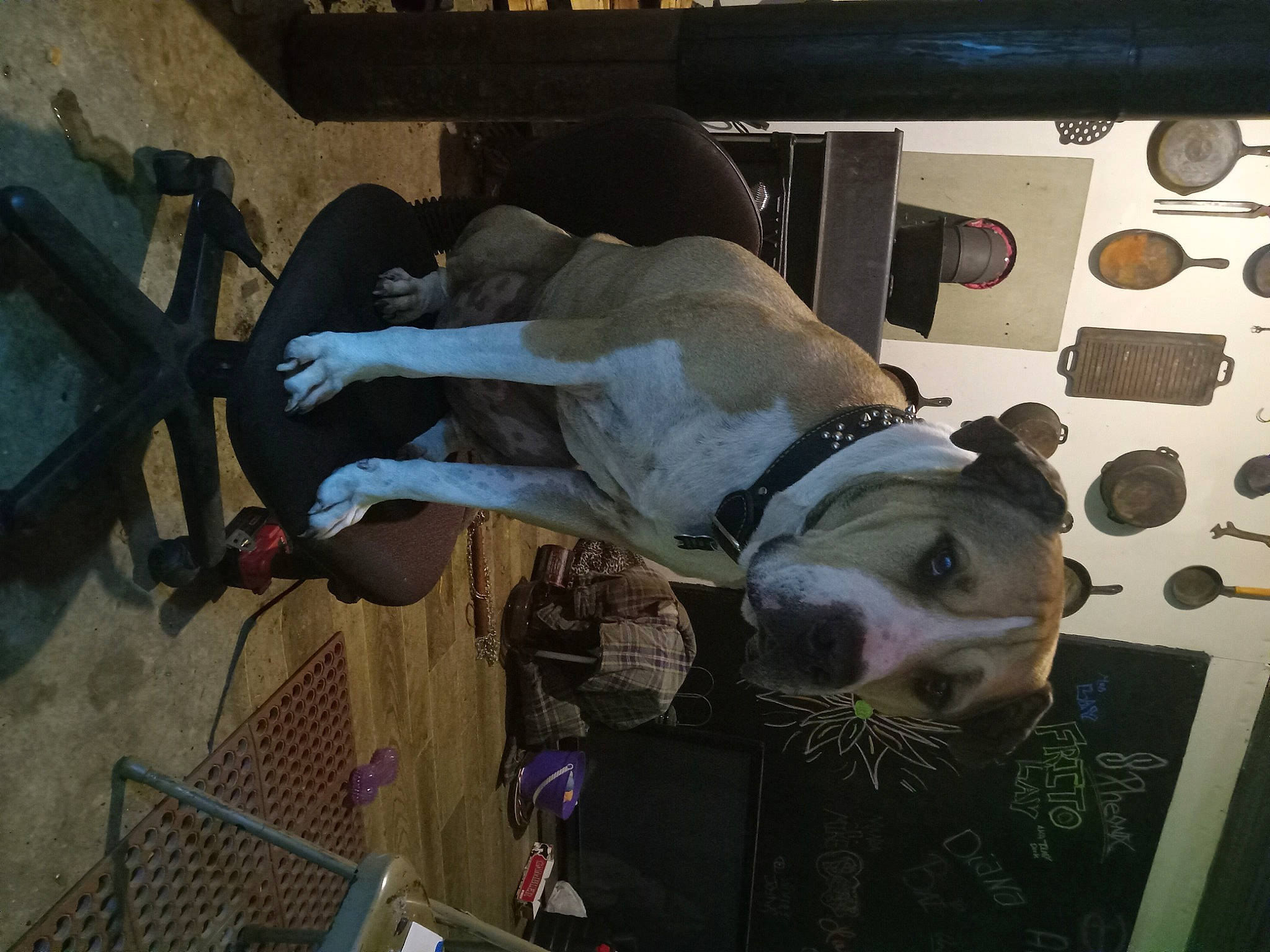 Dozer joined the competition — help win amazing prizes! art, building, canidae, carnivore, dog, dog_breed, guard_dog, machine, metal, military, military_camouflage, non_sporting_group, sculpture, sporting_group, working_animal