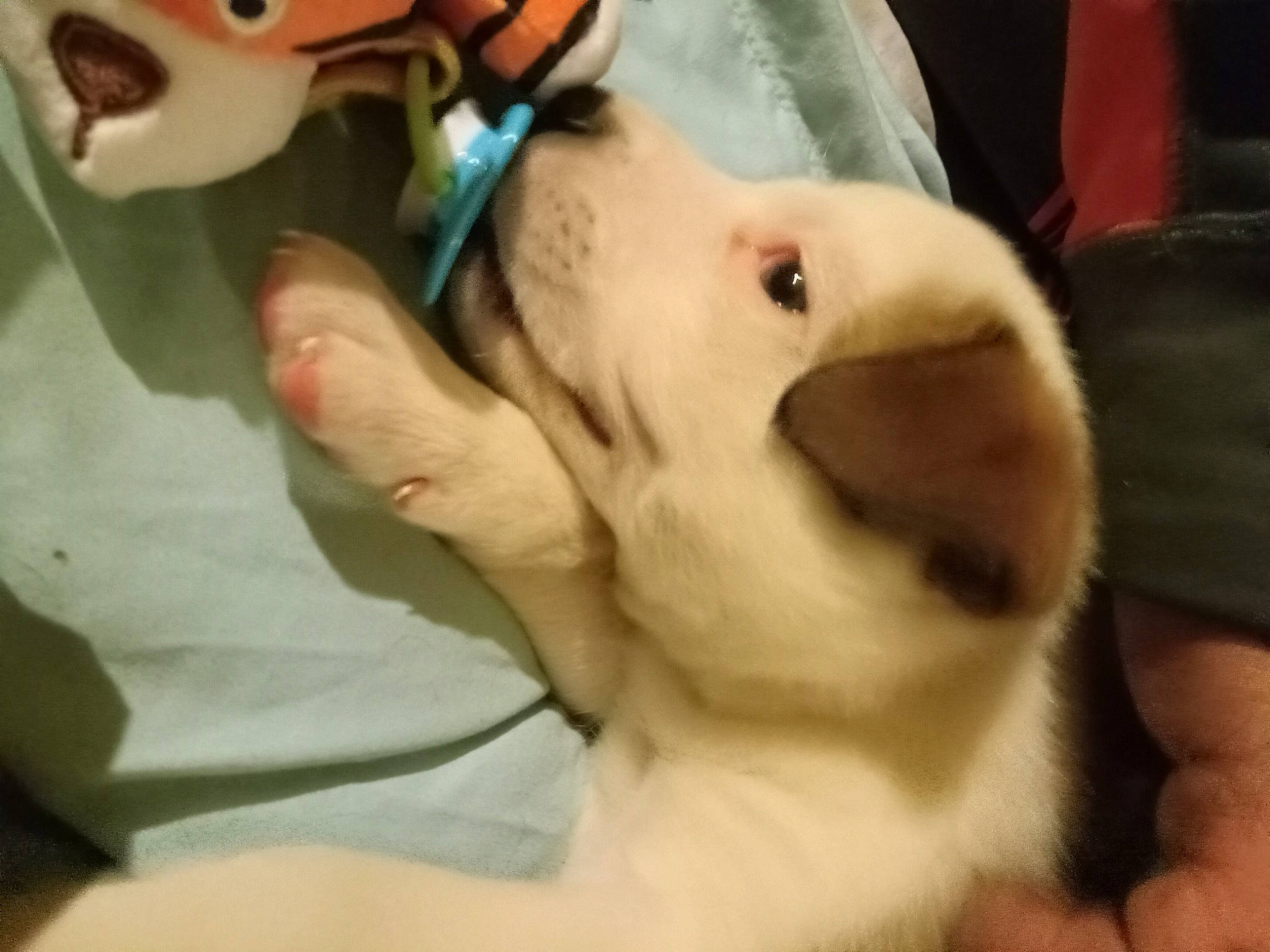 Counry Boy joined the competition — help win amazing prizes! canidae, carnivore, chest, companion_dog, dog, dog_breed, ear, eyelash, eyewear, fawn, fur, jaw, non_sporting_group, personal_protective_equipment, service, snout, sporting_group, vision_care, whiskers, working_animal