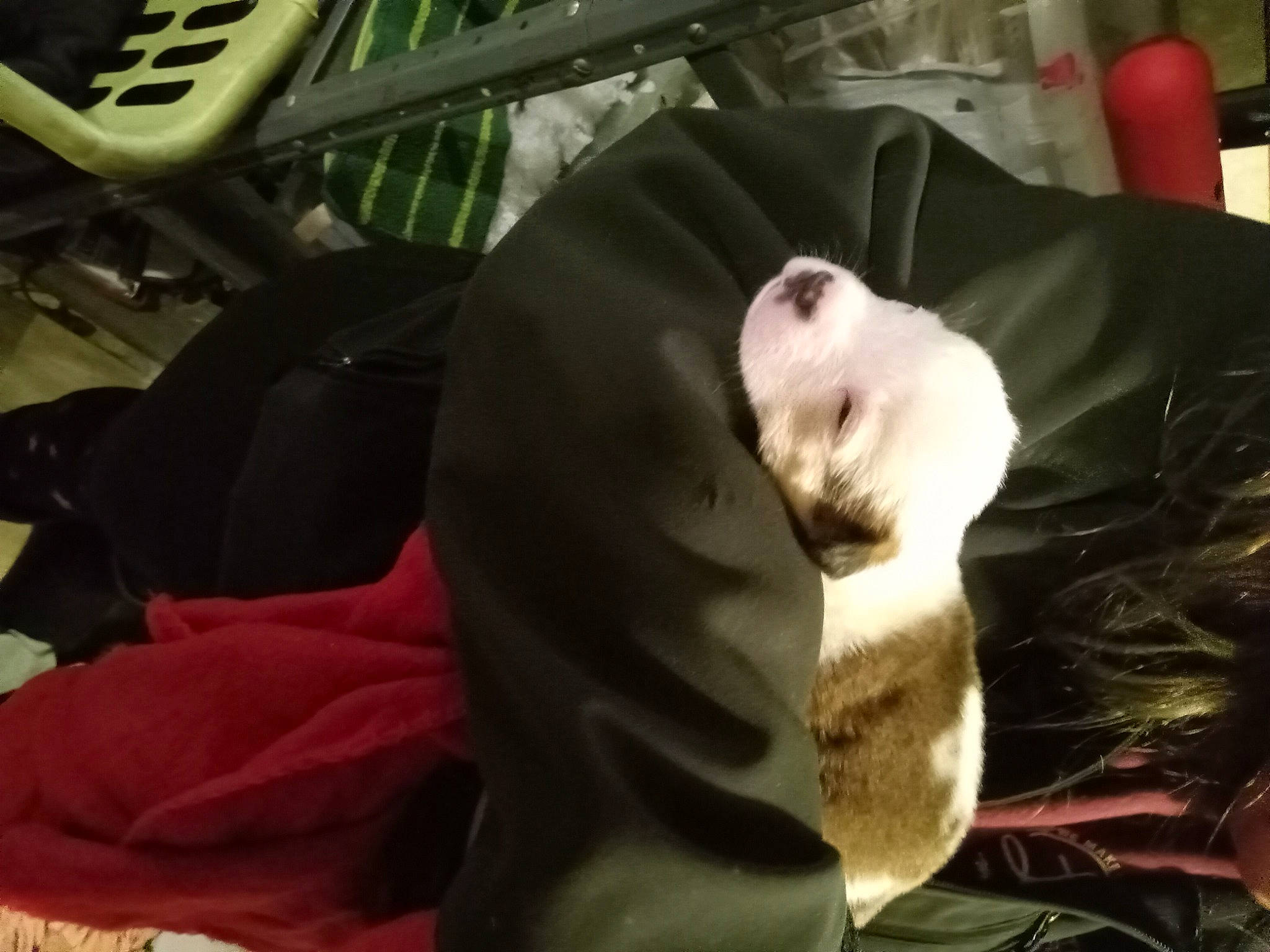 Country Boy joined the competition — help win amazing prizes! canidae, carnivore, cat, claw, comfort, companion_dog, dog_breed, domestic_short_haired_cat, eye, felidae, fur, nap, paw, plant, small_to_medium_sized_cats, sporting_group, tail, teddy_bear, thai, whiskers