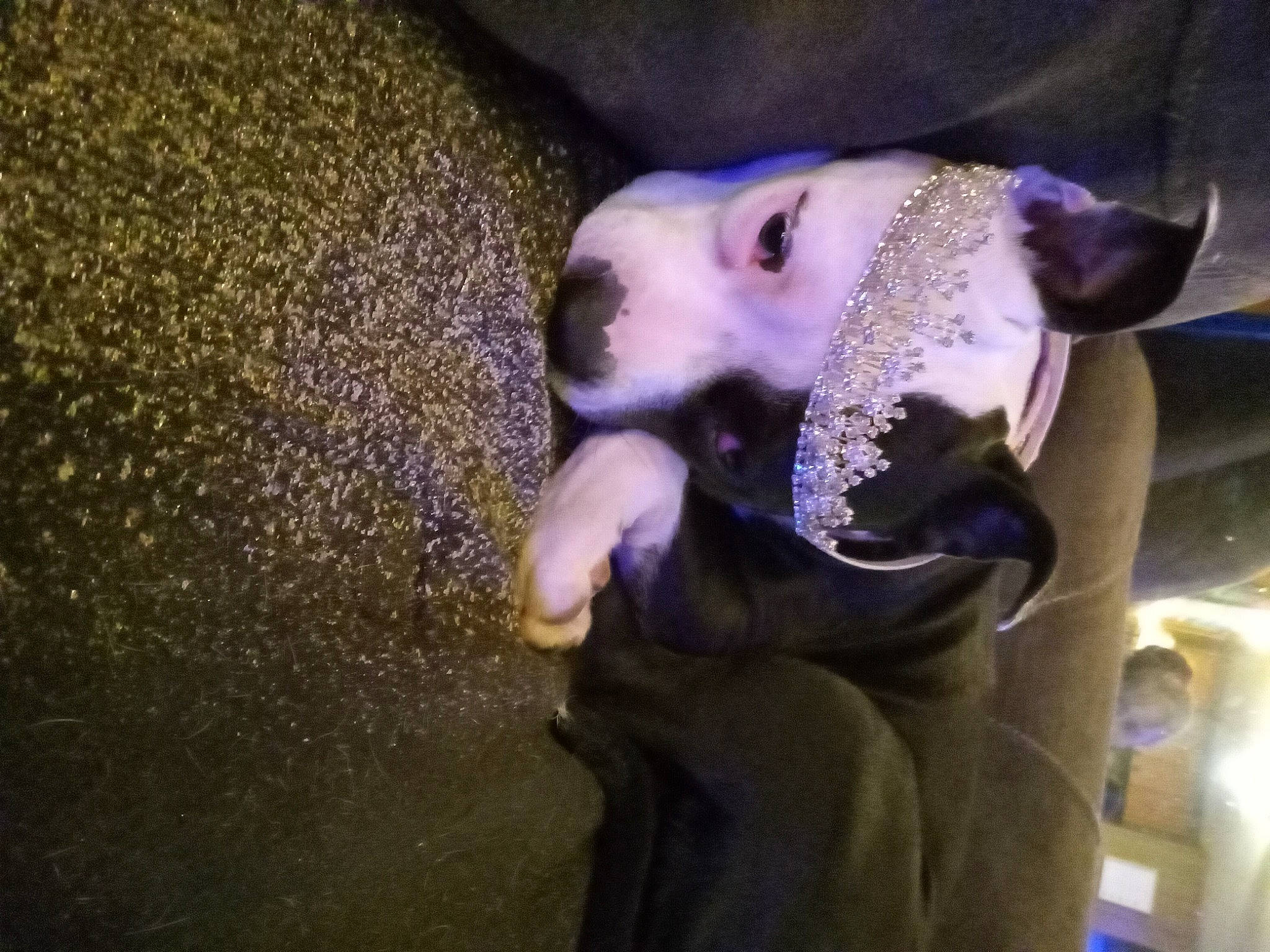 Merci is registered to the contest to win money with this photo: bone, canidae, darkness, dog_breed, eye, eyelash, fawn, flash_photography, fun, fur, jaw, performance, public_event, purple, snout, tree, whiskers