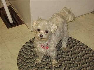 Dafni joined the competition — help win amazing prizes! canidae, carnivore, collar, companion_dog, dog, dog_breed, dog_supply, fawn, flooring, fur, maltepoo, pet_supply, shih_poo, small_terrier, snout, sporting_group, terrier, toy_dog, water_dog, working_animal