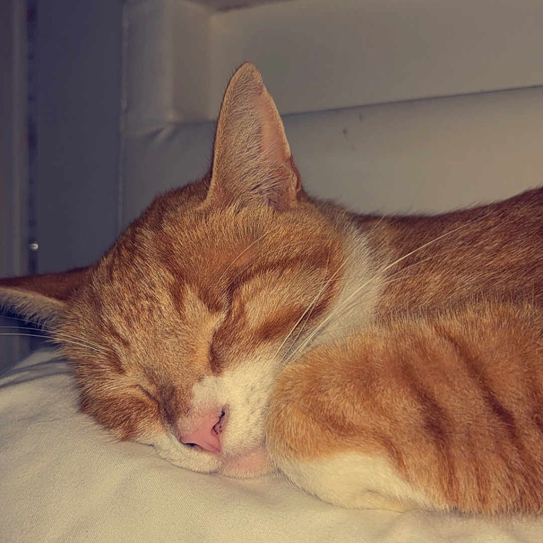 Tigrou participe au concours pour gagner de l'argent avec cette photo : abyssinian, animal, bed, blanket, cat, chair, closet, couch, cupboard, drawer, furniture, hardwood, homedecor, indoors, kitten, manx, person, pet, sleeping, wood