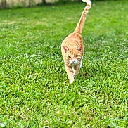 Tigrou participe au concours pour gagner de l'argent avec cette photo : cat, ginger_cat, grass, outdoor, nature, animal, pet, feline, walk, greenery, tail_up, mammal, cute, one_animal, daylight, young_cat, closeup, walking, blurred_background, field