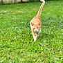 cat, ginger_cat, grass, outdoor, nature, animal, pet, feline, walk, greenery, tail_up, mammal, cute, one_animal, daylight, young_cat, closeup, walking, blurred_background, field