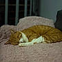 Tigrou a rejoint le concours — aidez-le/la à gagner de superbes lots ! cat, sleeping, ginger_cat, white_fur, pet, indoor, blanket, cozy, resting, fur, animal, cute, relaxation, soft_texture, feline, calm, home, quiet, peaceful, comfortable