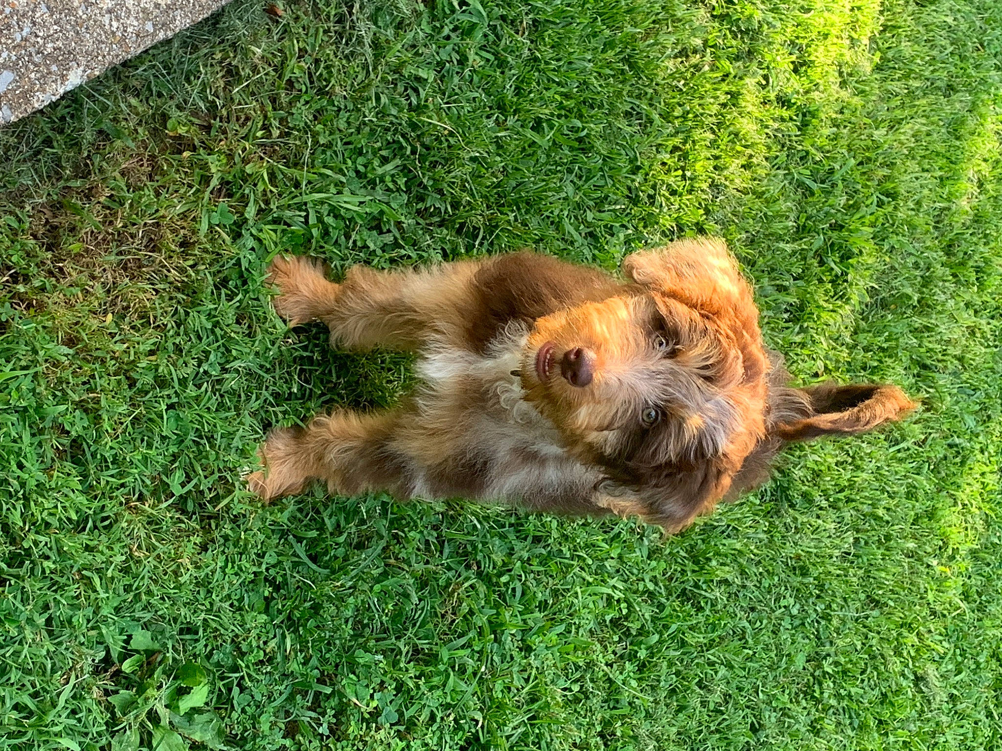 Daisy Rose joined the competition — help win amazing prizes! canidae, carnivore, companion_dog, dog_breed, fawn, felidae, fur, grass, groundcover, lawn, pasture, paw, plant, puppy, snout, sporting_group, tail, terrestrial_animal, toy