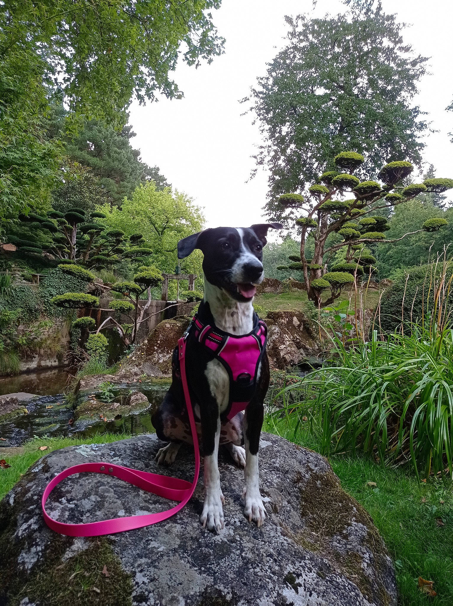 Rio participe au concours pour gagner de l'argent avec cette photo : canidae, carnivore, collar, companion_dog, dog, dog_breed, dog_collar, dog_supply, fawn, grass, leash, plant, recreation, shrub, sky, snout, sporting_group, tail, tree, working_animal