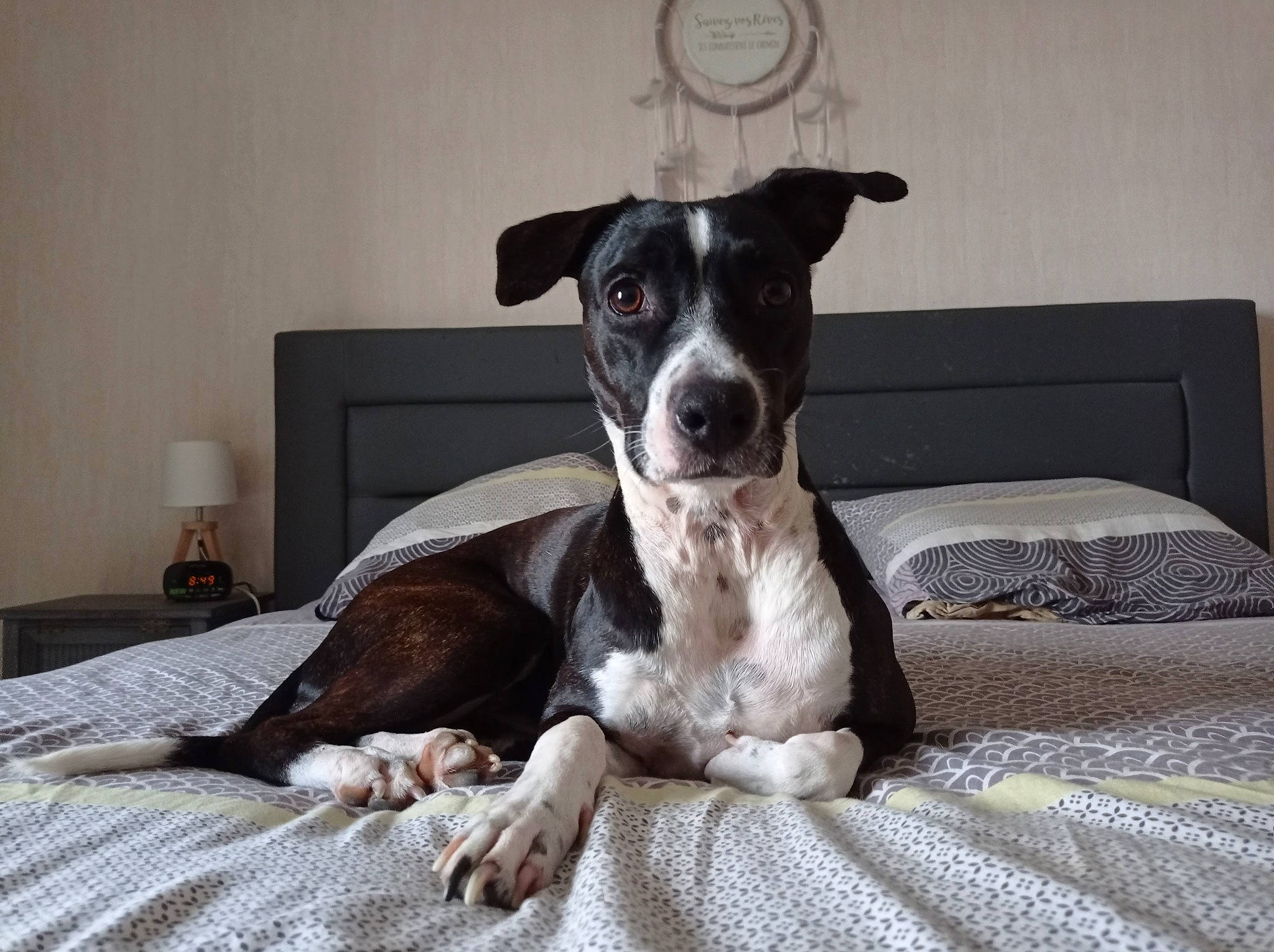 Rio participe au concours pour gagner de l'argent avec cette photo : bedding, canidae, carnivore, chair, collar, comfort, companion_dog, dog, dog_breed, dog_supply, flooring, grey, hunting_dog, linens, non_sporting_group, sporting_group, terrestrial_animal, terrier, whiskers, working_animal