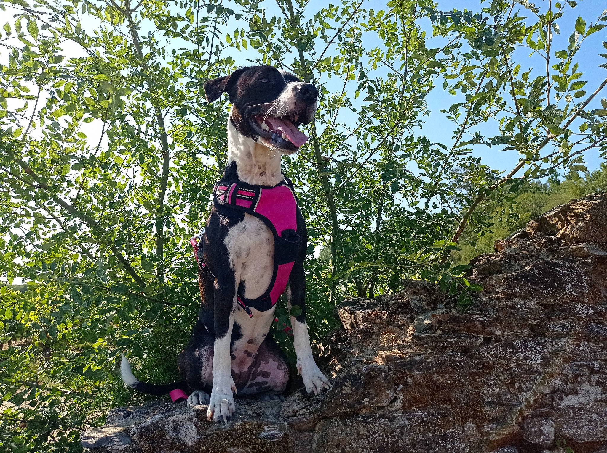 Rio participe au concours pour gagner de l'argent avec cette photo : carnivore, chinese_crested_dog, collar, companion_dog, dog, dog_breed, dog_collar, dog_supply, fawn, grass, leash, leisure, personal_protective_equipment, plant, recreation, sky, snout, sporting_group, tree, working_animal