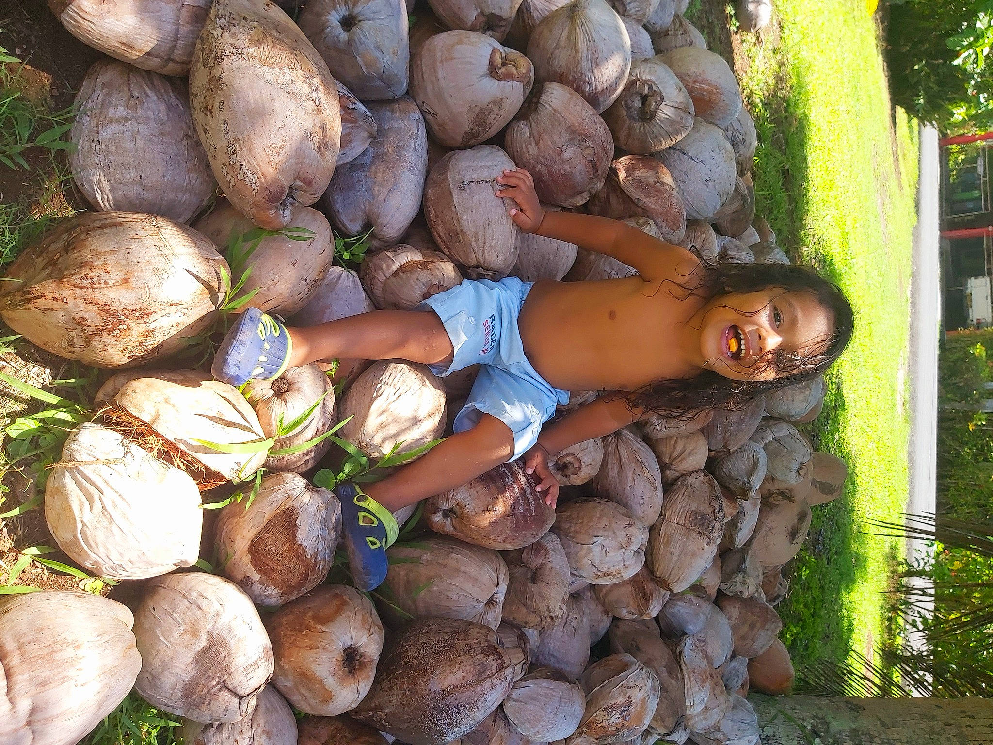 Okonui a rejoint le concours — aidez-le/la à gagner de superbes lots ! arecales, attalea_speciosa, child, coconut, palm_tree, person, plant, root_vegetable, tree, vegetable, wood