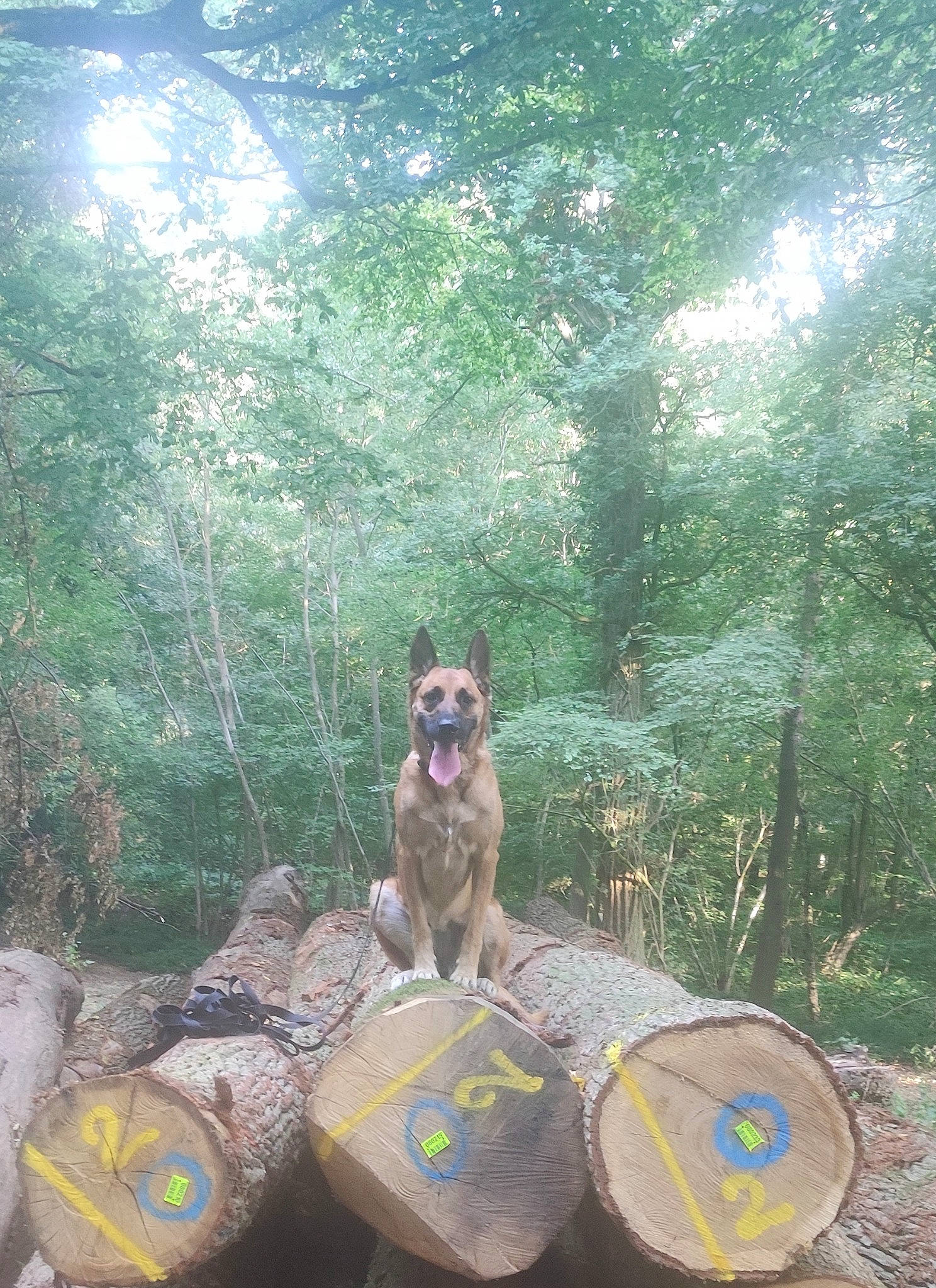 Tesse participe au concours pour gagner de l'argent avec cette photo : canidae, carnivore, dog, dog_breed, fawn, forest, grass, jungle, landscape, leisure, morning, plant, recreation, sporting_group, sunlight, tree, trunk, vertebrate, wood, woodland