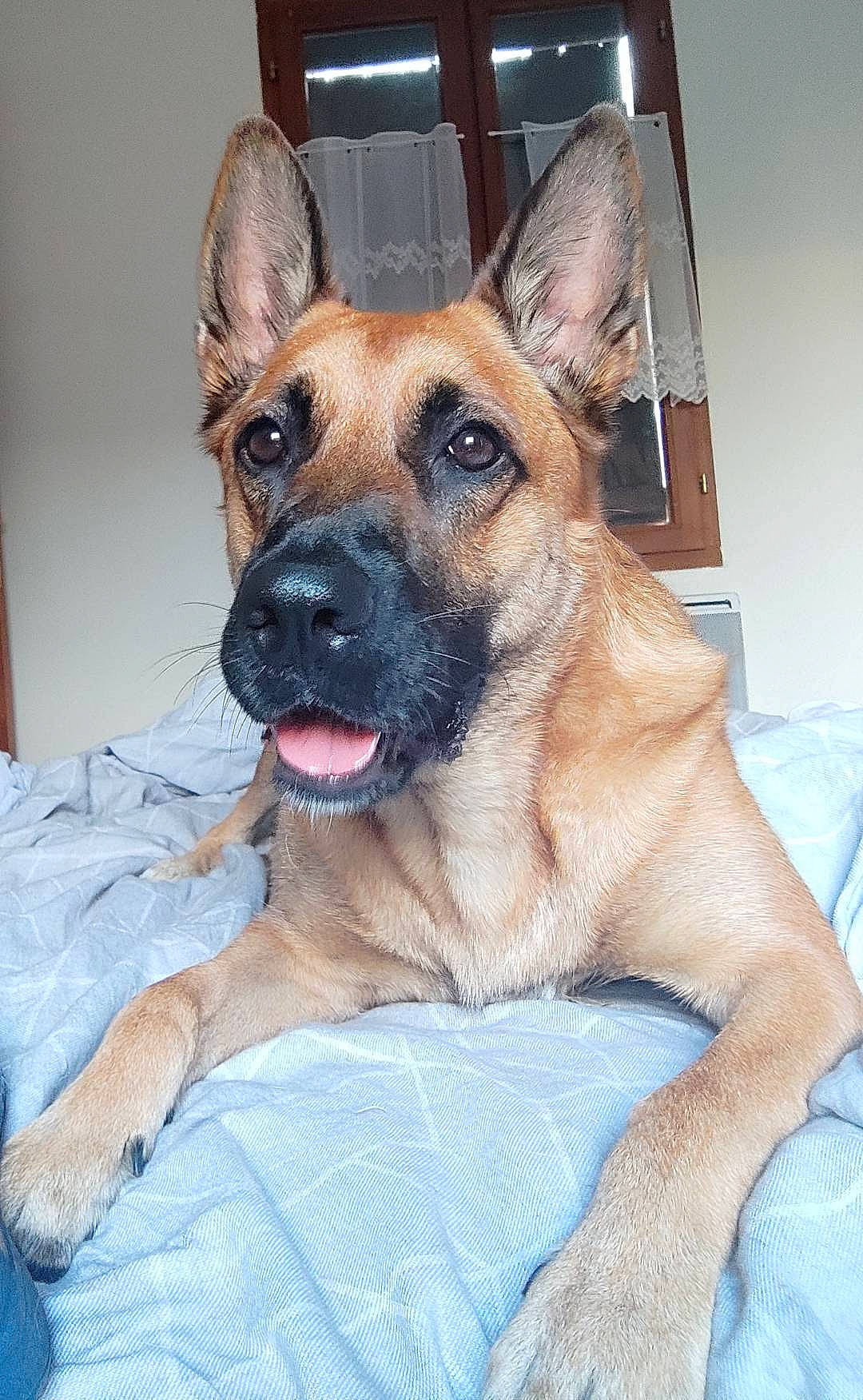 Tesse participe au concours pour gagner de l'argent avec cette photo : belgian_shepherd_malinois, canidae, carnivore, companion_dog, dog, dog_breed, eye, fawn, fur, german_shepherd_dog, guard_dog, jaw, non_sporting_group, old_german_shepherd_dog, paw, snout, sporting_group, whiskers, working_animal, working_dog