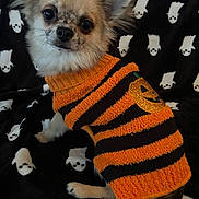 Vegas a rejoint le concours — aidez-le/la à gagner de superbes lots ! animal, black, blanket, cat_pattern, chihuahua, close_up, cozy, cute, dog, fluffy, halloween, indoor, long_hair, orange, pet, portrait, sitting, small_dog, striped_clothing, sweater