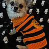animal, black, blanket, cat_pattern, chihuahua, close_up, cozy, cute, dog, fluffy, halloween, indoor, long_hair, orange, pet, portrait, sitting, small_dog, striped_clothing, sweater