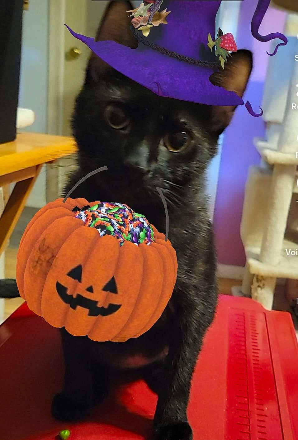 Jinx is registered to the contest to win money with this photo: art, calabaza, carnivore, cat, costume_hat, cucurbita, felidae, fur, gourd, hat, headgear, jack_o_lantern, pumpkin, small_to_medium_sized_cats, squash, trick_or_treat, vegetable, whiskers, winter_squash, witch_hat