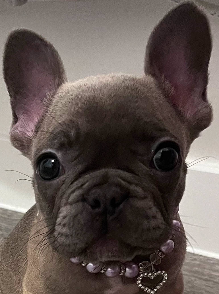 Gracie is registered to the contest to win money with this photo: bulldog, canidae, carnivore, close_up, companion_dog, dog, dog_breed, ear, eye, fawn, french_bulldog, head, jaw, nose, snout, terrestrial_animal, toy_dog, whiskers, working_animal, wrinkle
