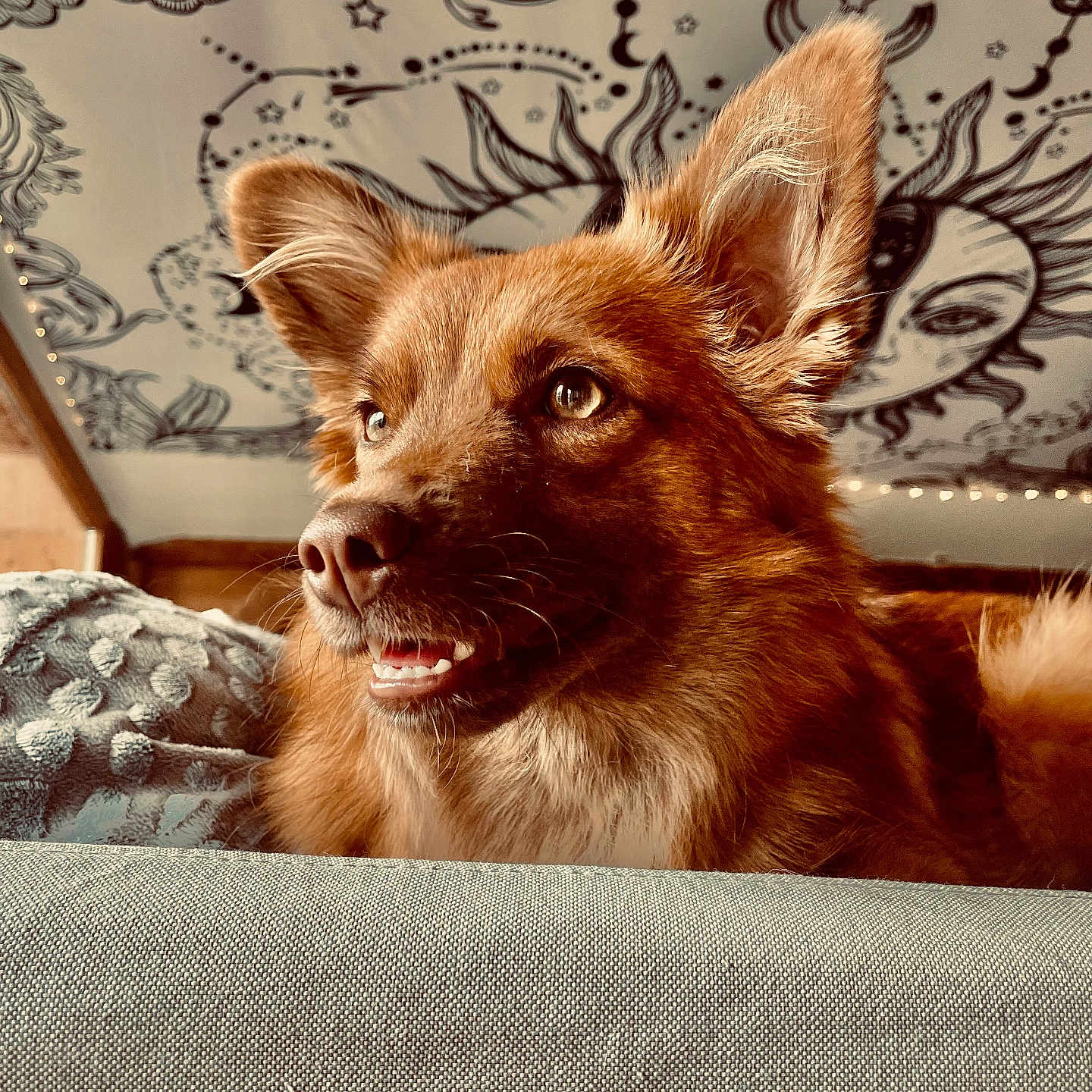 Aïka a rejoint le concours — aidez-le/la à gagner de superbes lots ! animal, blanket, couch, cozy, decor, dog, ears, eyes, fur, furniture, indoor, moon, mouth, nose, pet, portrait, star, sun, tapestry, whimsical