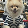 animal, braided_hair, cute, dog, fluffy, furniture, glass_bottles, happy, indoor, kitchenware, person, pet_clothing, pomeranian, shopping, shopping_cart, smiling, standing, store, striped_shirt, tongue_out