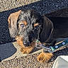 Achille a rejoint le concours — aidez-le/la à gagner de superbes lots ! puppy, dachshund, dog, leash, outdoor, sunlight, pavement, water_bowl, pet, animal, cute, curious, small_dog, ears, fur, nose, eyes, shadow, walking, companion