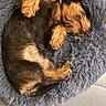 Achille participe au concours pour gagner de l'argent avec cette photo : dog, sleeping, pet_bed, fluffy, cozy, brown, fur, collar, resting, indoor, floor, cute, small_dog, curled_up, relaxed, paw, animal, companion, quiet, peaceful