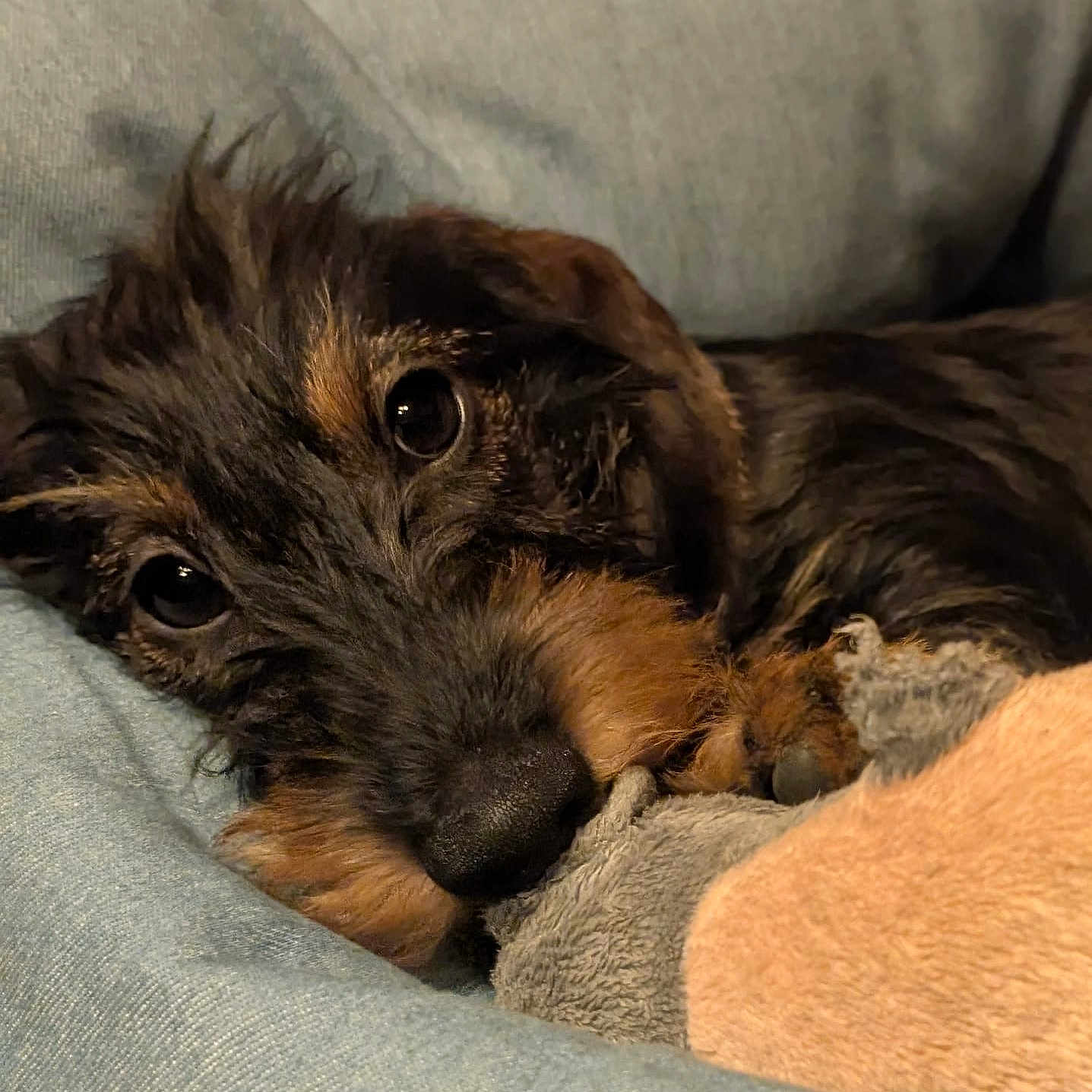 Achille participe au concours pour gagner de l'argent avec cette photo : dog, puppy, close_up, face, eyes, fur, snout, toy, plush_toy, resting, cute, pet, animal, cozy, soft, indoor, portrait, brown, black, sleepy