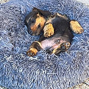Achille participe au concours pour gagner de l'argent avec cette photo : puppy, dog, sleeping, bed, blue_bed, fluffy, cozy, pet, animal, black, tan, paw, belly, cute, resting, indoors, floor, texture, small, relaxing