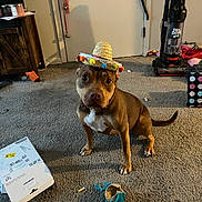 Charlotte joined the competition — help win amazing prizes! dog, sombrero, carpet, toy, ball, vacuum_cleaner, door, floor, indoor, brown_dog, pet, animal, household, playful, curious, sitting, small_hat, mess, living_room, cute