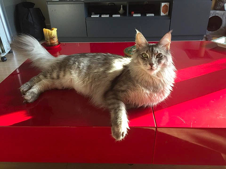 Izmir a rejoint le concours — aidez-le/la à gagner de superbes lots ! aegean_cat, asian, carnivore, cat, domestic_long_haired_cat, domestic_short_haired_cat, european_shorthair, felidae, kitten, maine_coon, mammal, norwegian_forest_cat, polydactyl_cat, ragamuffin, small_to_medium_sized_cats, tabby_cat, tail, turkish_angora, vertebrate, whiskers