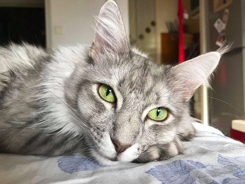 Izmir a rejoint le concours — aidez-le/la à gagner de superbes lots ! american_curl, american_shorthair, asian, australian_mist, carnivore, cat, domestic_long_haired_cat, domestic_short_haired_cat, european_shorthair, eye, felidae, kitten, mammal, norwegian_forest_cat, siberian, small_to_medium_sized_cats, snout, tabby_cat, vertebrate, whiskers