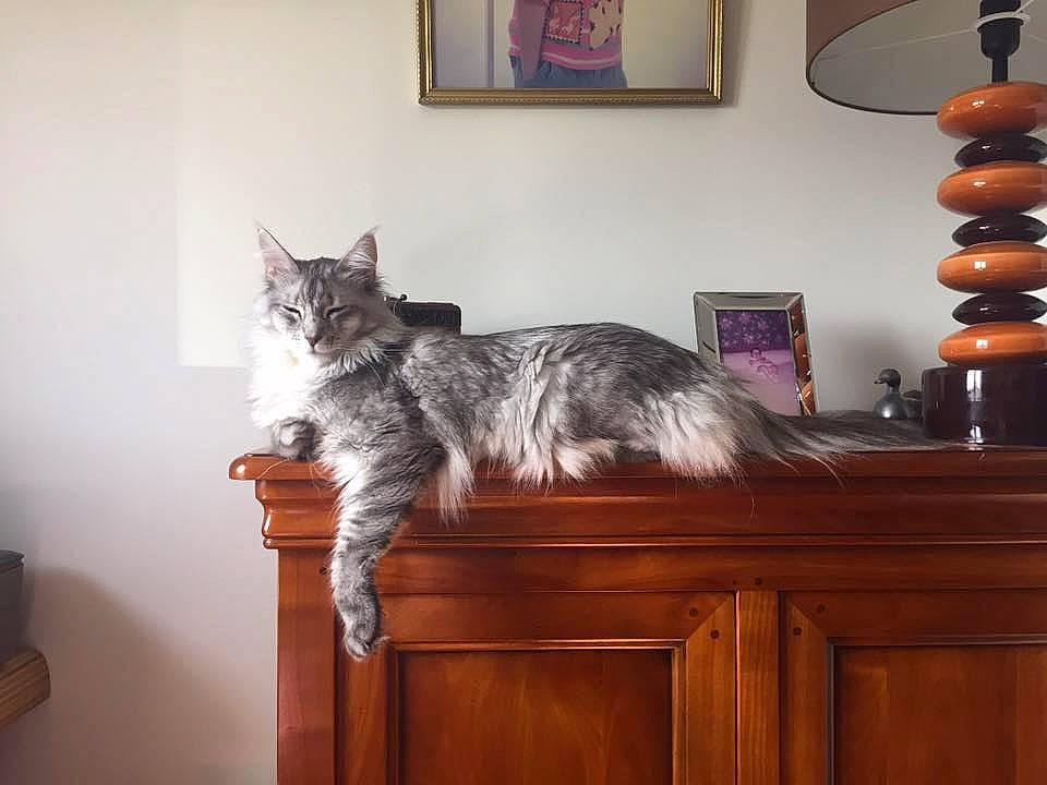 Izmir participe au concours pour gagner de l'argent avec cette photo : carnivore, cat, european_shorthair, felidae, furniture, hardwood, maine_coon, mammal, room, small_to_medium_sized_cats, table, tail, whiskers, wood