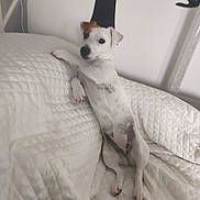 Ulya participe au concours pour gagner de l'argent avec cette photo : animal, brown_patch, couch, curious, dog, domestic, ears, furniture, home, indoor, leisure, paw, pet, portrait, quilted_blanket, relaxed, resting, snout, wall_art, white_dog