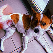 Rocky participe au concours pour gagner de l'argent avec cette photo : dog, brown_and_white, pet, floor, tile, indoor, looking_up, canine, resting, window, glass_door, nostalgic, date_stamp, retro, fur, animal, companion, domestic, cute, relaxed