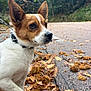 Rocky a rejoint le concours — aidez-le/la à gagner de superbes lots ! dog, animal, pet, outdoor, autumn, leaves, path, forest, nature, brown, white, ears, curious, closeup, canine, walk, collar, season, fall, background_blur