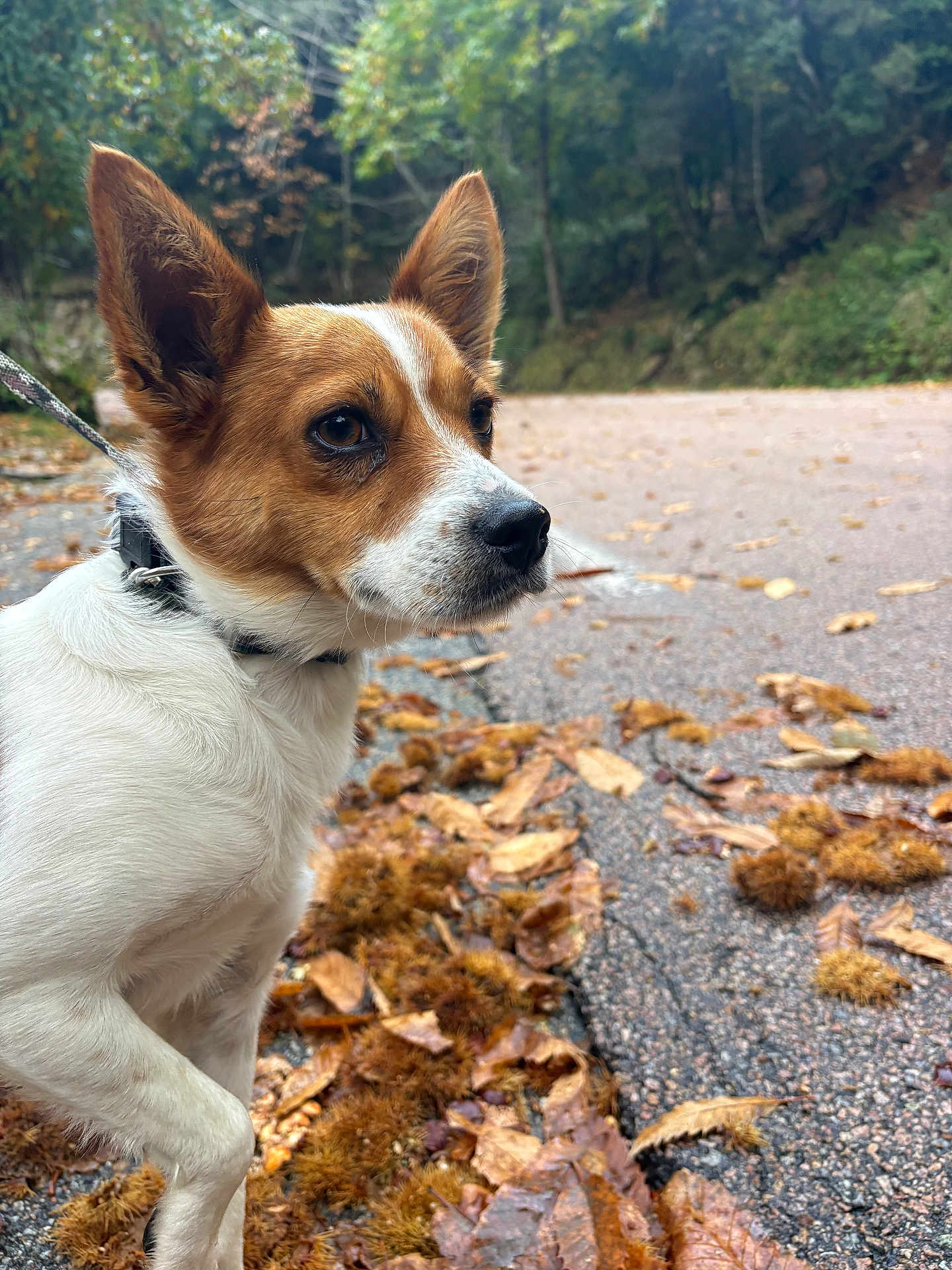 Rocky a rejoint le concours — aidez-le/la à gagner de superbes lots ! dog, animal, pet, outdoor, autumn, leaves, path, forest, nature, brown, white, ears, curious, closeup, canine, walk, collar, season, fall, background_blur