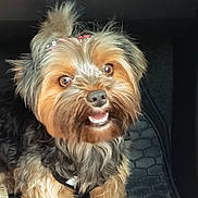 Wolf a rejoint le concours — aidez-le/la à gagner de superbes lots ! dog, small_dog, yorkshire_terrier, pet, fur, cute, smiling, indoors, black_mat, hair_accessories, animal, friendly, brown_fur, black_fur, closeup, happy, tongue, expression, companion, adorable
