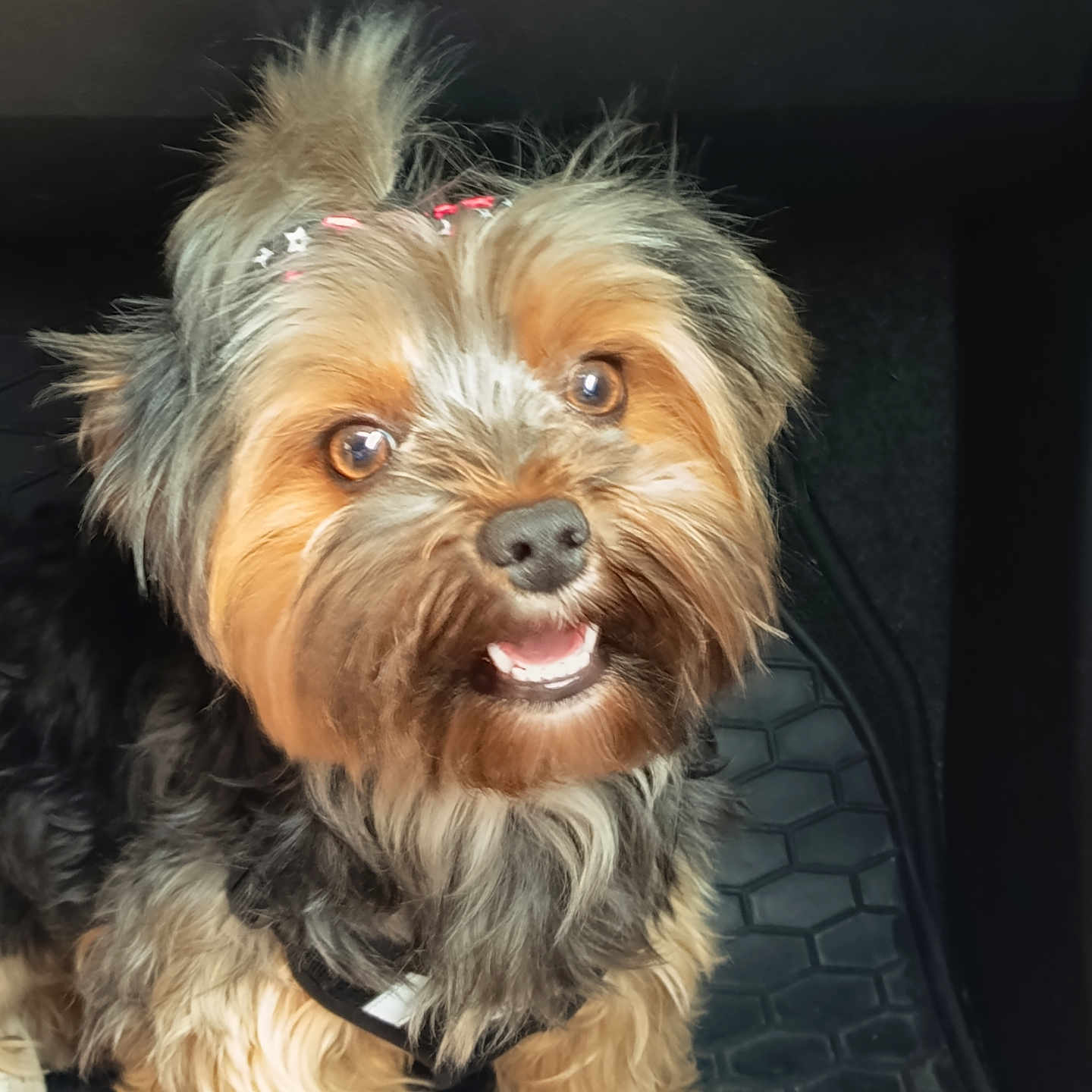 Wolf a rejoint le concours — aidez-le/la à gagner de superbes lots ! dog, small_dog, yorkshire_terrier, pet, fur, cute, smiling, indoors, black_mat, hair_accessories, animal, friendly, brown_fur, black_fur, closeup, happy, tongue, expression, companion, adorable