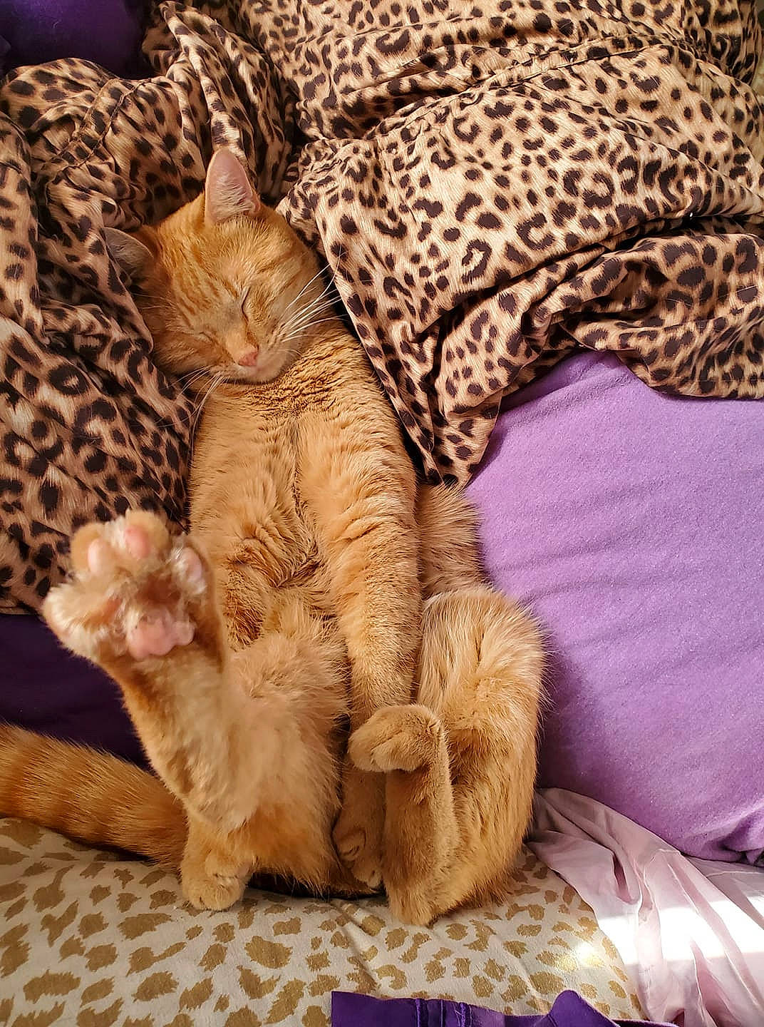 Attitude joined the competition — help win amazing prizes! carnivore, cat, claw, comfort, domestic_short_haired_cat, fawn, felidae, flooring, fur, linens, paw, plant, small_to_medium_sized_cats, snout, tail, terrestrial_animal, textile, whiskers, wildlife, wood