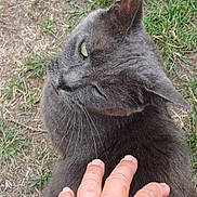 Grisette a rejoint le concours — aidez-le/la à gagner de superbes lots ! cat, gray_cat, petting, hand, outdoor, grass, fur, animal, close_up, domestic_cat, whiskers, ear, nature, comfort, friendly, relaxation, side_view, mammal, gentle_touch, human_hand