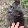 cat, gray_cat, petting, hand, outdoor, grass, fur, animal, close_up, domestic_cat, whiskers, ear, nature, comfort, friendly, relaxation, side_view, mammal, gentle_touch, human_hand