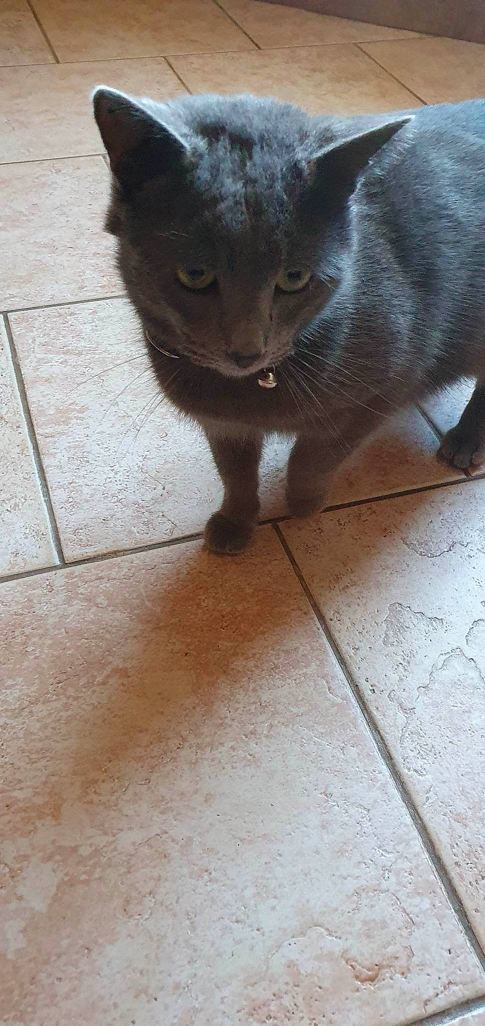 Grisou a rejoint le concours — aidez-le/la à gagner de superbes lots ! black_cat, carnivore, cat, claw, domestic_short_haired_cat, fawn, felidae, flooring, fur, hardwood, russian_blue, shadow, small_to_medium_sized_cats, snout, tail, terrestrial_animal, tile_flooring, whiskers, wood