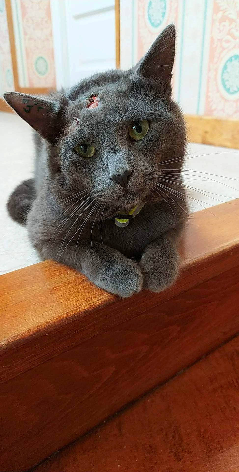 Grisou a rejoint le concours — aidez-le/la à gagner de superbes lots ! carnivore, cat, domestic_short_haired_cat, felidae, flooring, fur, grey, hardwood, plank, russian_blue, small_to_medium_sized_cats, snout, terrestrial_animal, varnish, whiskers, wood, wood_flooring, wood_stain