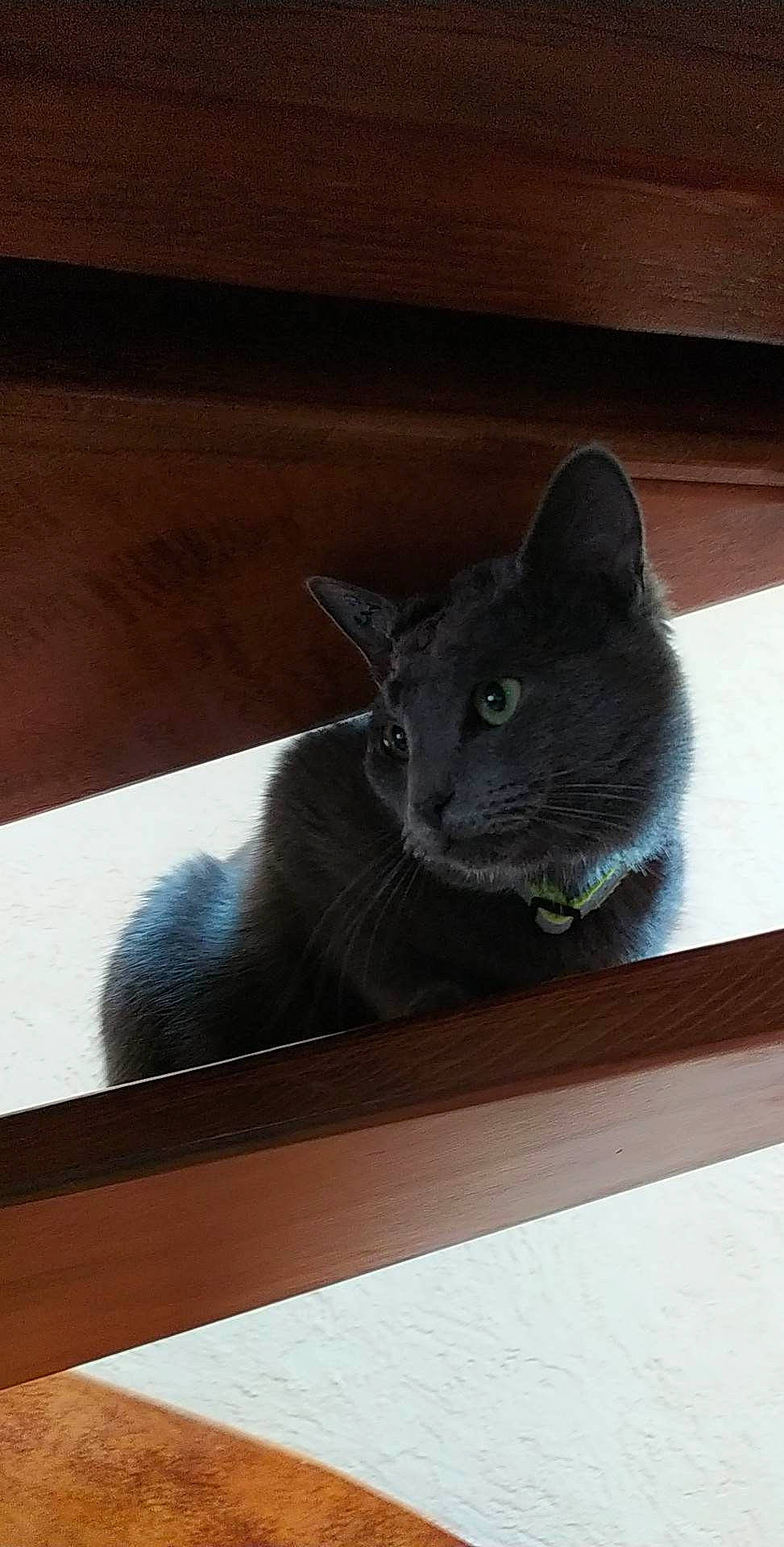 Grisou participe au concours pour gagner de l'argent avec cette photo : black_cat, carnivore, cat, comfort, domestic_short_haired_cat, felidae, fur, grey, hardwood, russian_blue, small_to_medium_sized_cats, tail, terrestrial_animal, whiskers, window, wood